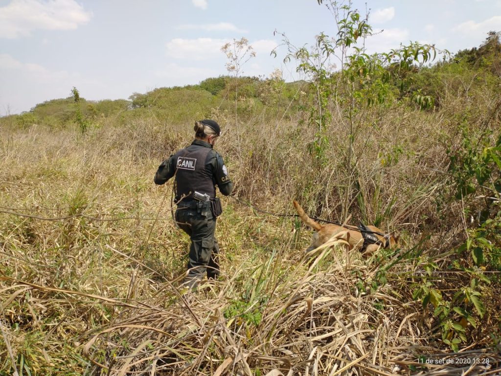 Canil da GCM de Tapiratiba apoia Operação da Polícia Civil em Tambaú