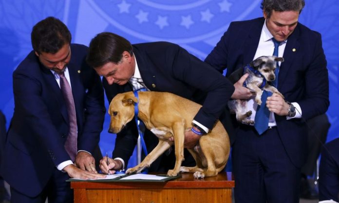 Presidente Bolsonaro sanciona Lei que aumenta pena para maus-tratos a cães e gatos