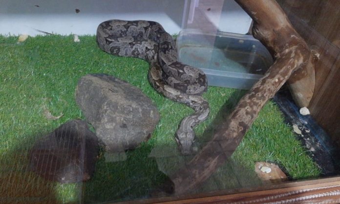 Polícia Ambiental apreende 19 cobras e um lagarto em casa de Mococa — Foto: Polícia Ambiental/Divulgação