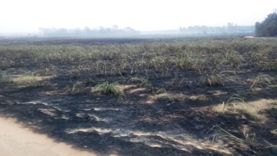 Polícia Militar Ambiental aplica multa de R$ 283,5 mil por queimada irregular