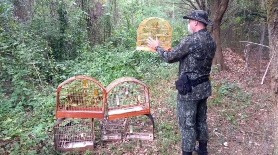 Polícia Ambiental resgata 11 aves em cativeiro e suspeito é multado em R$ 5,5 mil