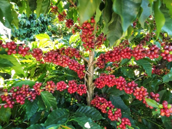 Concurso 'Coffee of the year Brasil 2020' recebe inscrições de amostras até o dia 10 de outubro