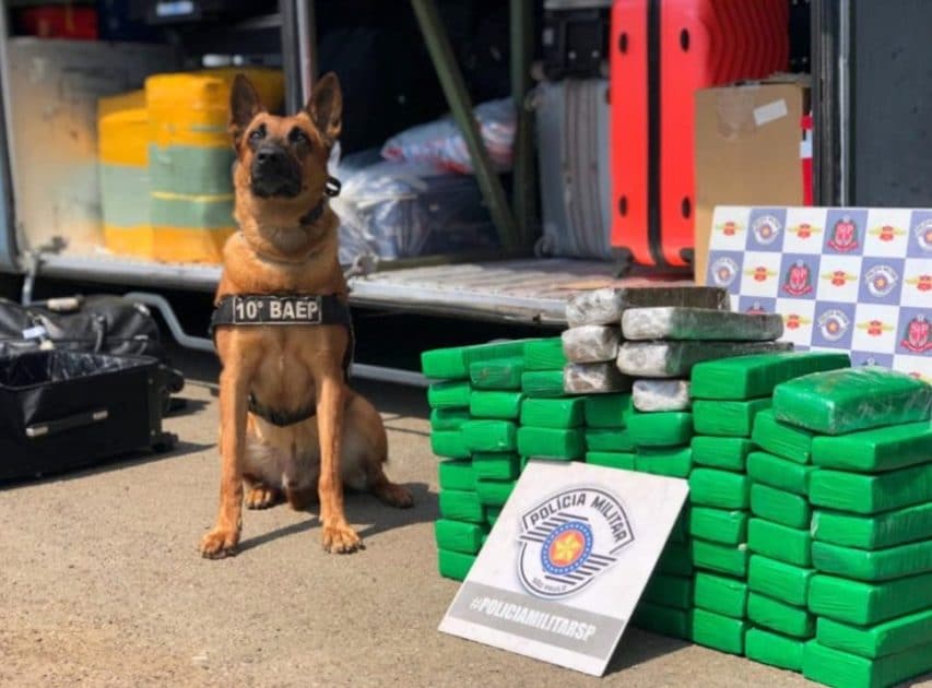 Operação da Polícia Militar prende passageiro de ônibus com 65,5 kg de maconha