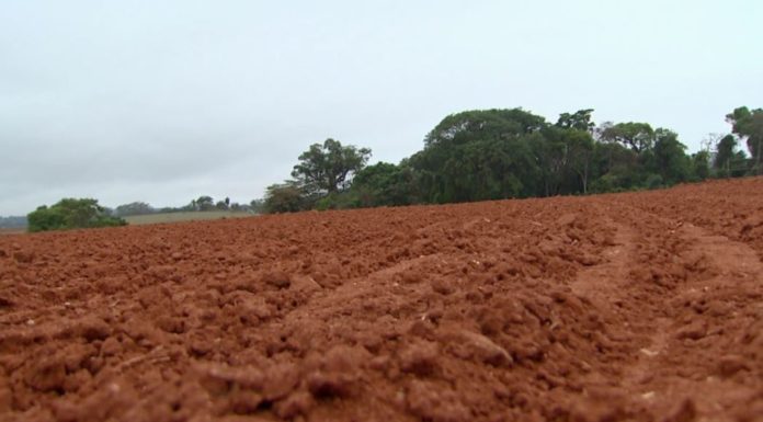 Estiagem prejudica lavoura e aumenta preço dos alimentos em São José do Rio Pardo. — Foto: Paulo Chiari/EPTV