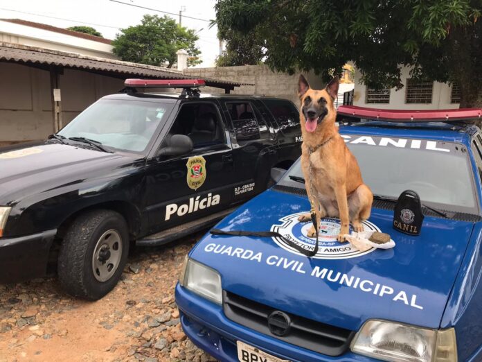 Homem é preso com meio tijolo de maconha pela Polícia Civil e GCM no Jardim Renascer