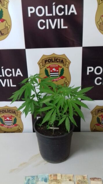 Polícia Civil de Rio Pardo apreende drogas e recupera moto furtada na cidade de Vargem Grande