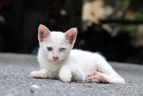 Dezembro Verde visa conscientizar sobre abandono de animais