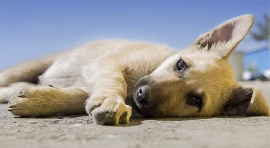 Qual é a lei de abandono de animais?