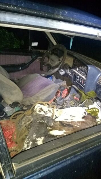 Bezerro e novilha são encontrados amarrados dentro de carro após furto na zona rural