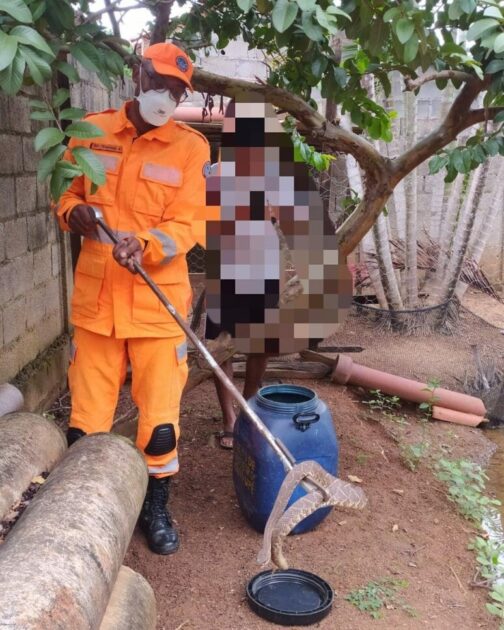 Cobra cascavel é capturada no quintal de residência em condomínio de Guaxupé — Foto: Corpo de Bombeiros