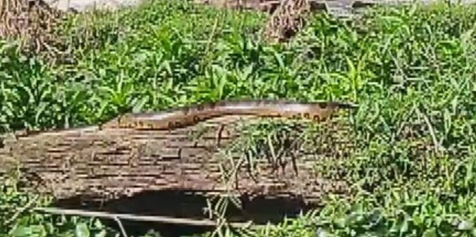 Cobra sucuri é vista em Cachoeira de Emas em Pirassununga — Foto: Salva-Vidas Prefeitura de Pirassununga