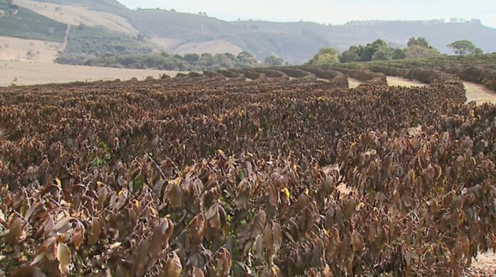 Geada destruiu talhões inteiros de cafezais de Caconde — Foto: Ely Venâncio/ EPTV