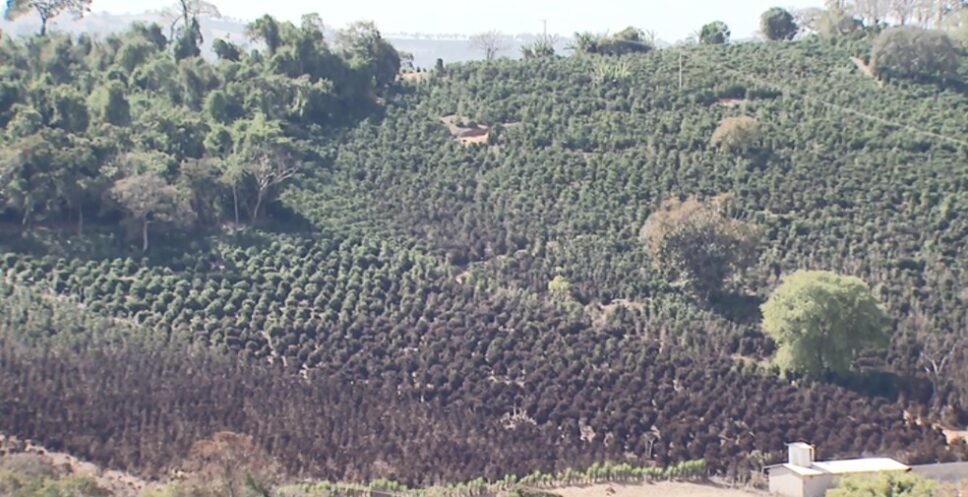 Talhões inteiros de café foram afetados pela geada que atingiu Caconde na terça-feira — Foto: Ely Venâncio/EPTV