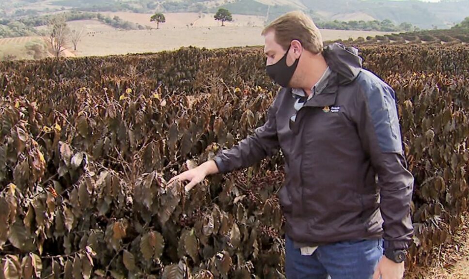 O agricultor Pedro Remédio Júnior estima um prejuízo de R$ 200 mil em plantas de café perdidas na geada — Foto: Ely Venâncio/EPTV