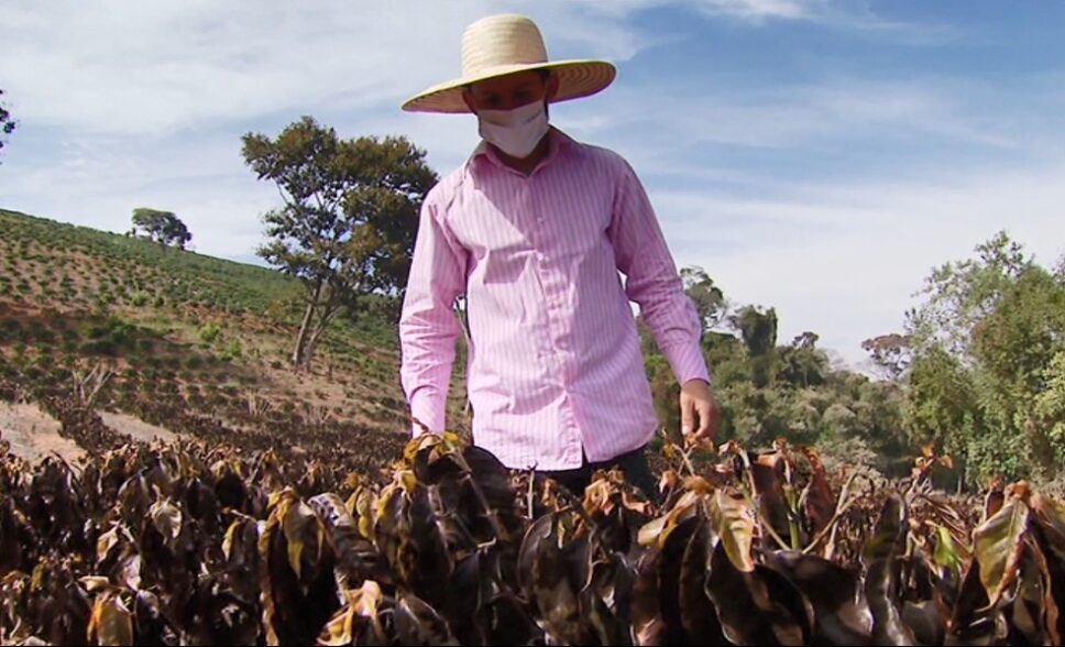 O cafeicultor Lucas Eduardo Paiva perdeu um talhão inteiro com 3 mil plantas de um ano e meio por causa da geada em Caconde — Foto: Ely Venâncio/EPTV